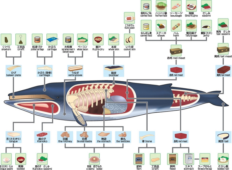 �����{�~�i�E�~�j�̗��p�}