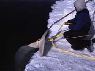 �G�X�L���[�ɂ��ߌ~